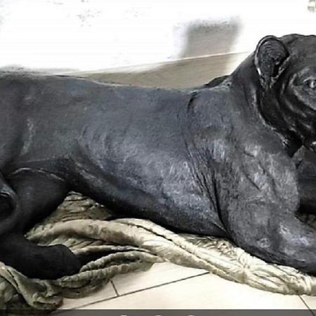 Zoologite 圣艾尼昂 外观 照片