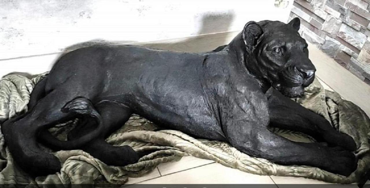 Zoologite 圣艾尼昂 外观 照片